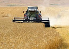 В 5 районах Забайкалья стартовала уборочная зерновых культур В 5 районах Забайкалья стартовала уборочная зерновых культур